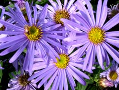 garden designer cheshire